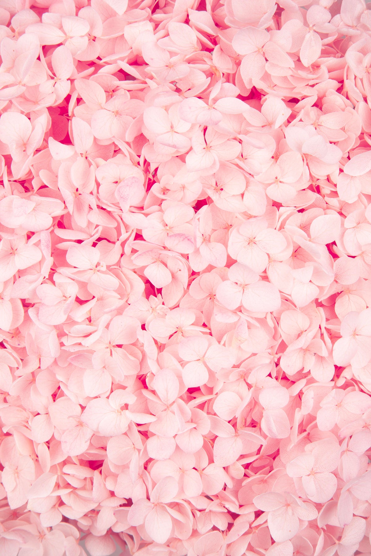 Ortensia Annabelle | Pastel Pink