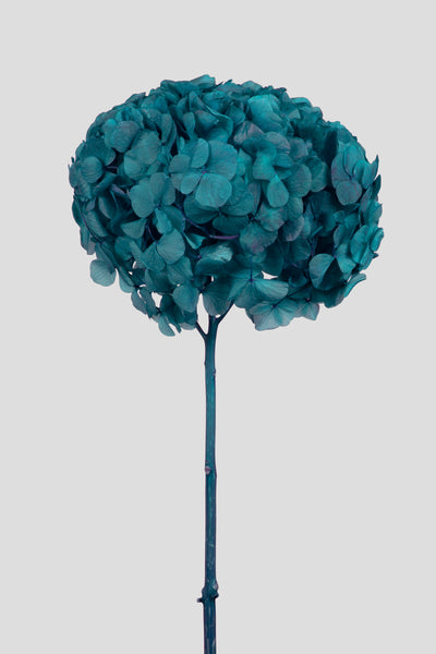 Ortensia Big Leaf | Teal Green