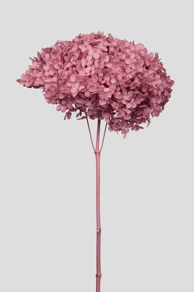 Ortensia Annabelle | Mauve