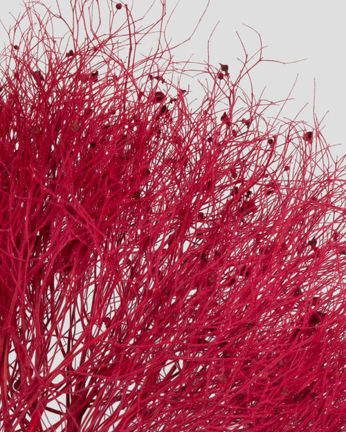 Dream Grass | Red