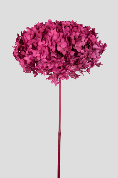 Ortensia Annabelle | Magenta
