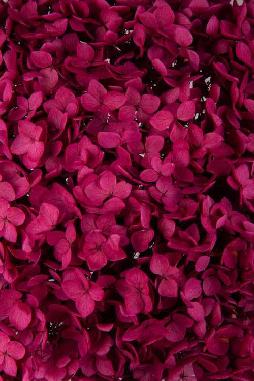 Ortensia Annabelle | Magenta