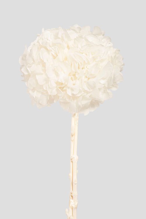 Big Leaf Hydrangea