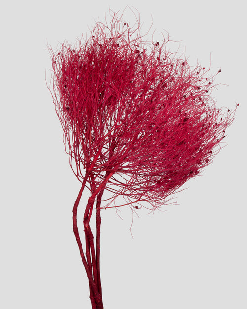 Dream Grass | Red