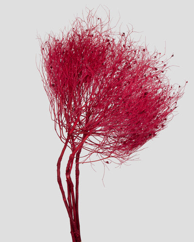 Dream Grass | Red