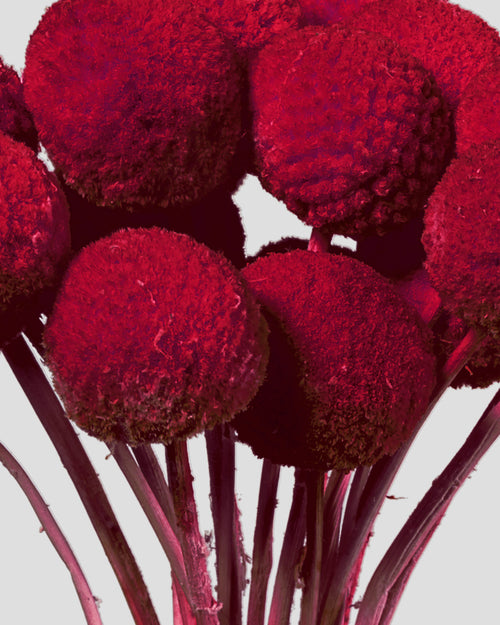 Craspedia | 20 steli - Red