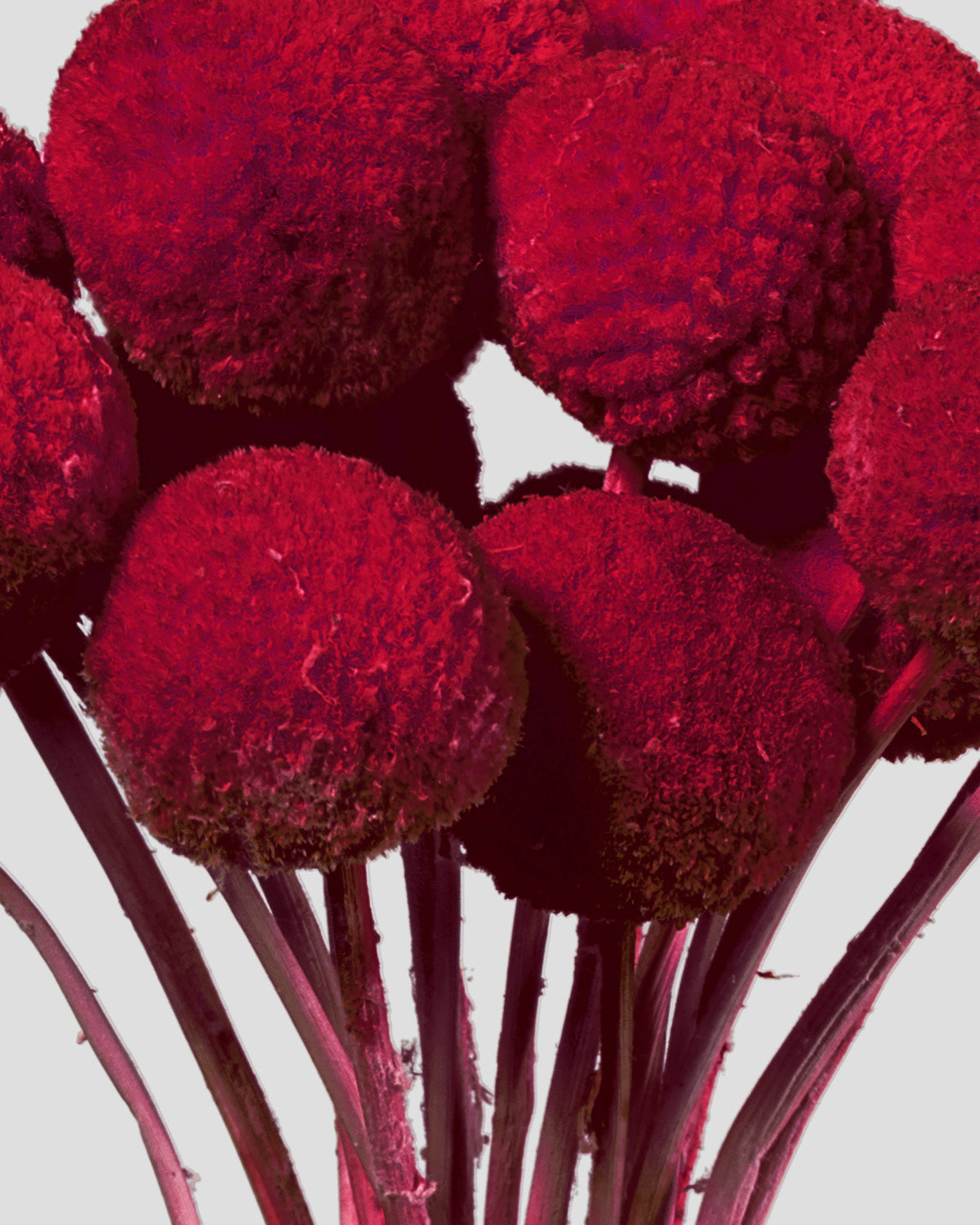 Craspedia | 20 steli - Red