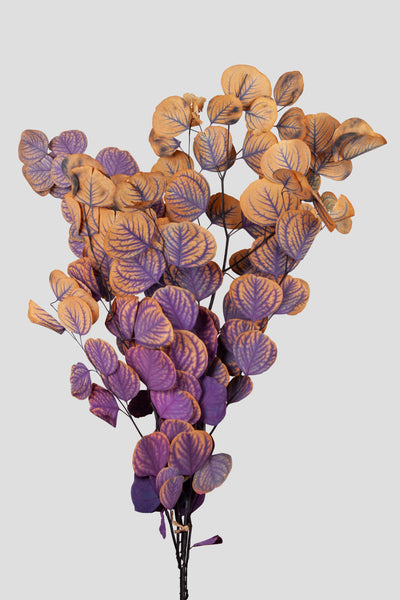 Eucalipto Populus | Dual Bloom