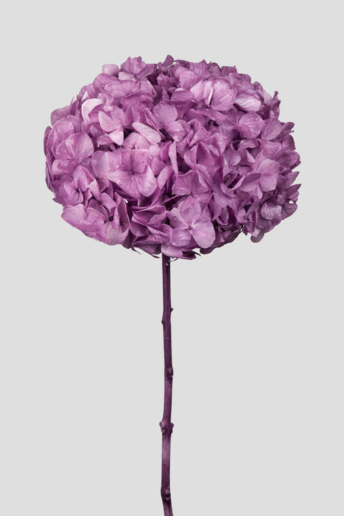 Ortensia Big Leaf | Violet