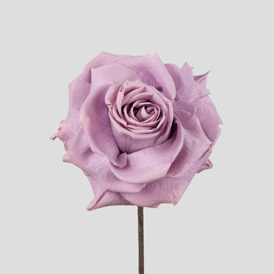 Rosa Vintage Colors | box da 4