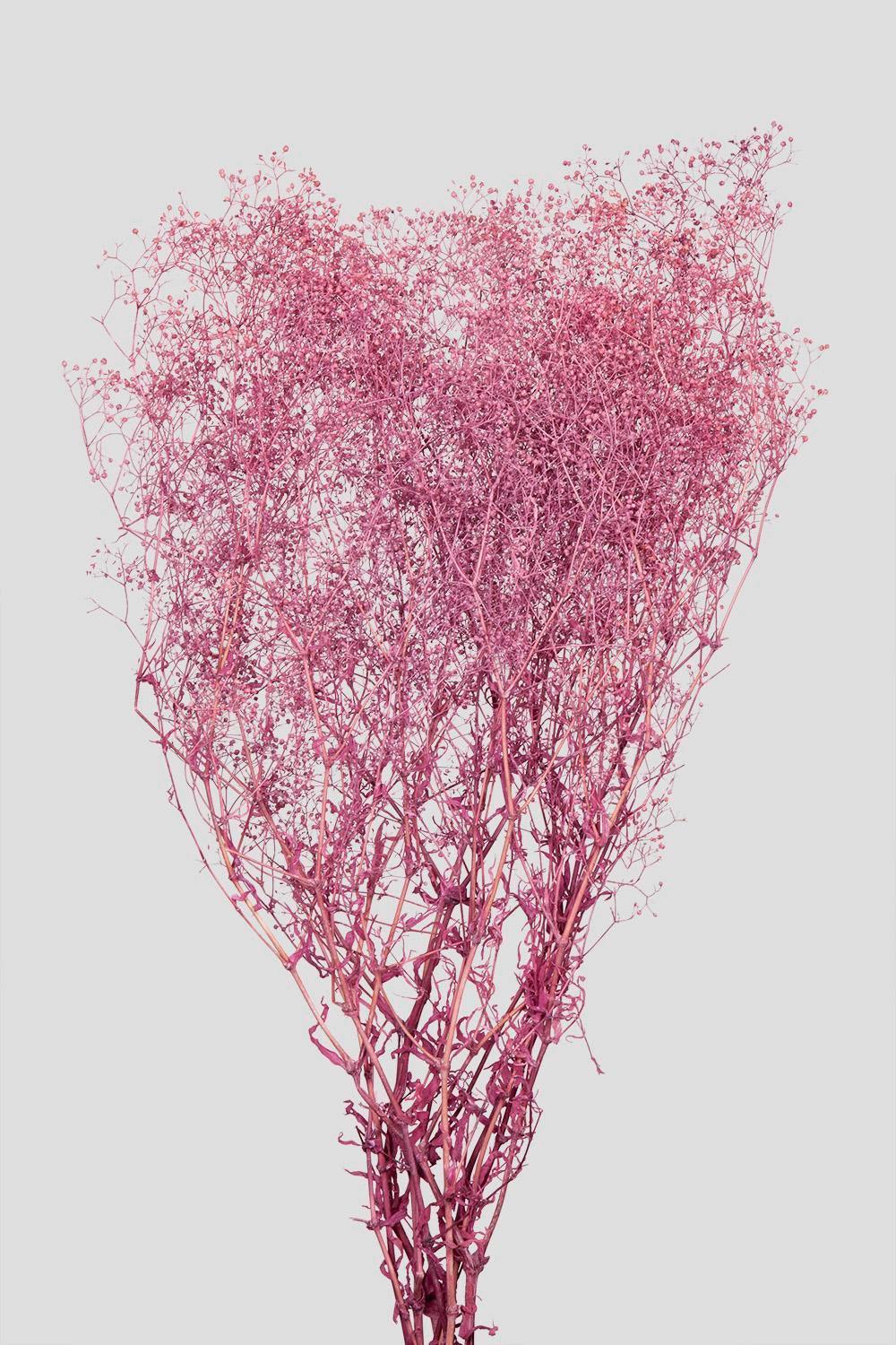 Mini-Gypsophila | Rose Wine