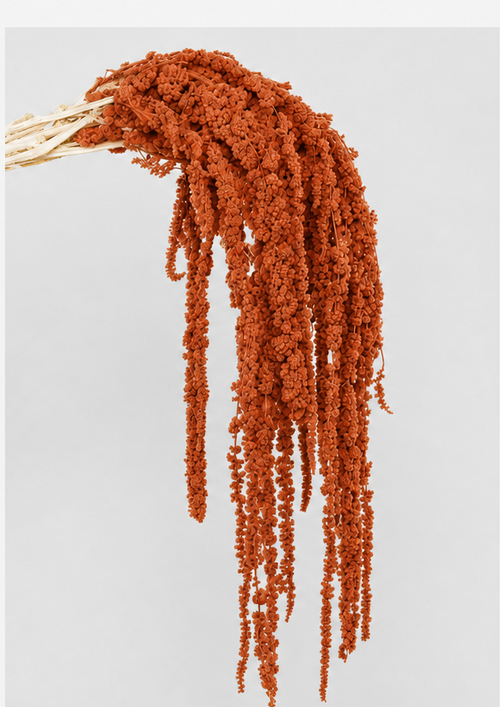 Amaranto | Rusty Orange