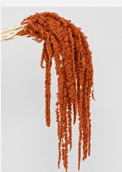 Amaranto | Rusty Orange