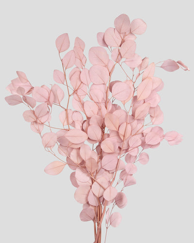 Eucalipto Populus | Sakura
