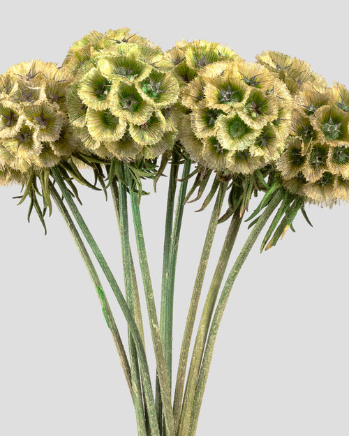 Scabiosa Stellata - 10 seli | Natural