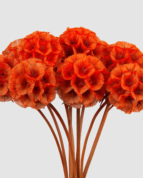 Scabiosa Stellata - 10 steli | Orange