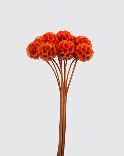 Scabiosa Stellata - 10 steli | Orange