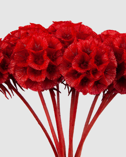 Scabiosa Stellata | Red