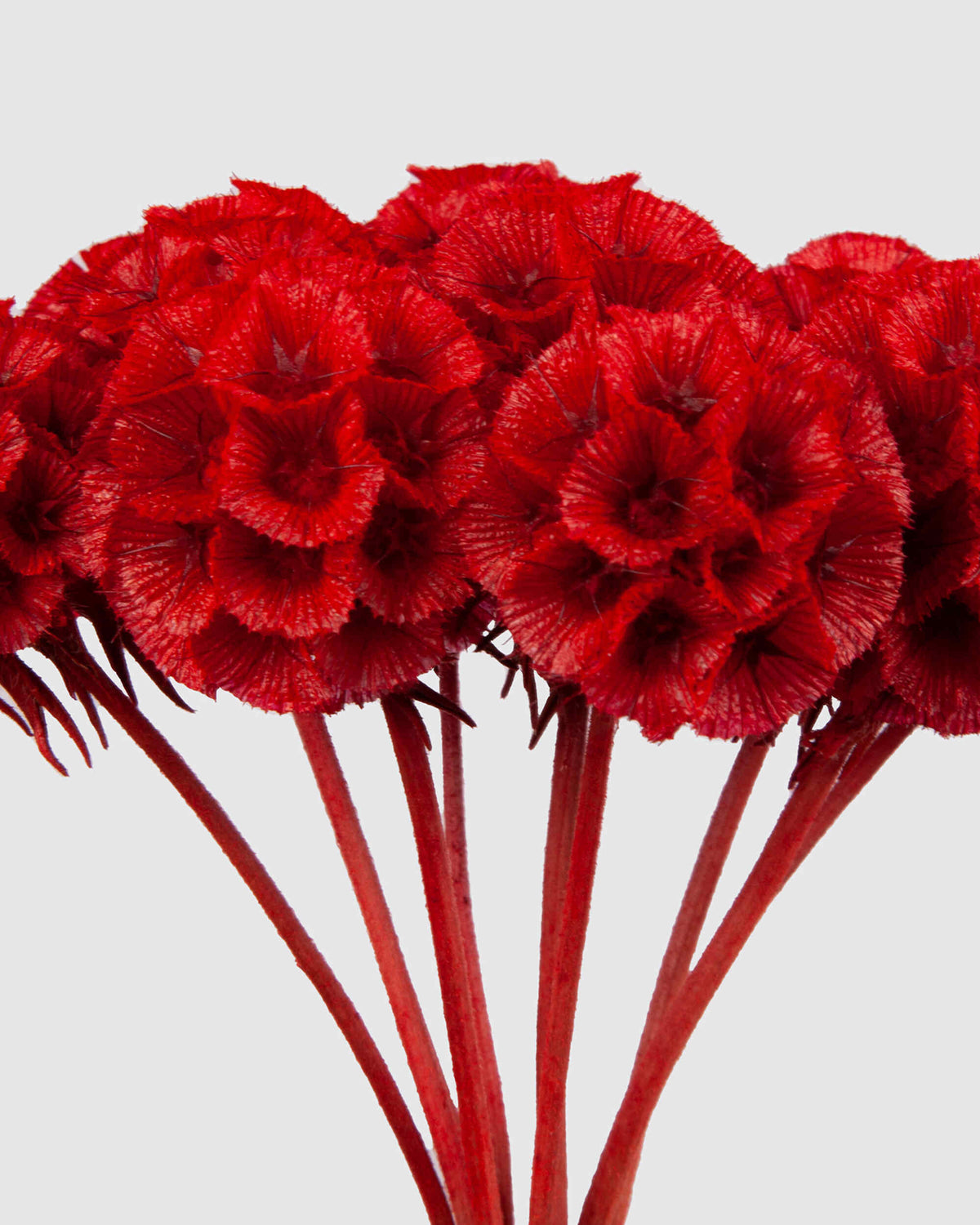 Scabiosa Stellata | Red