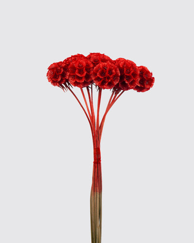Scabiosa Stellata | Red