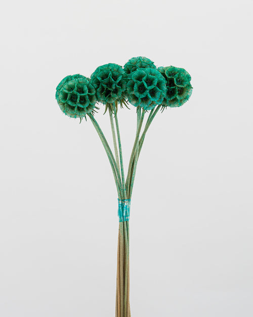 Scabiosa Stellata - 10 steli | Teal Green