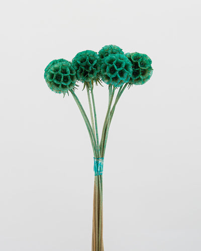 Scabiosa Stellata - 10 steli | Teal Green