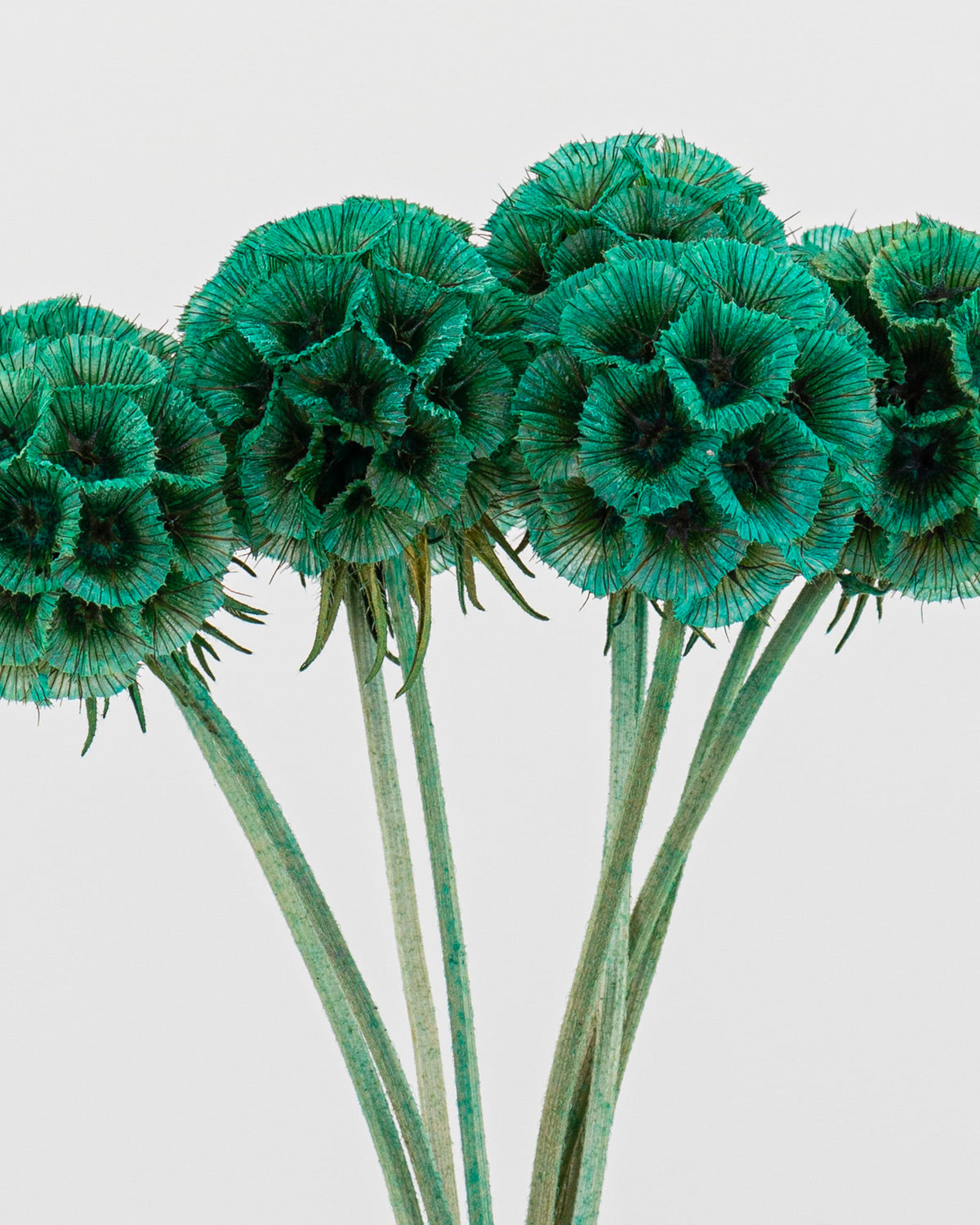 Scabiosa Stellata - 10 steli | Teal Green