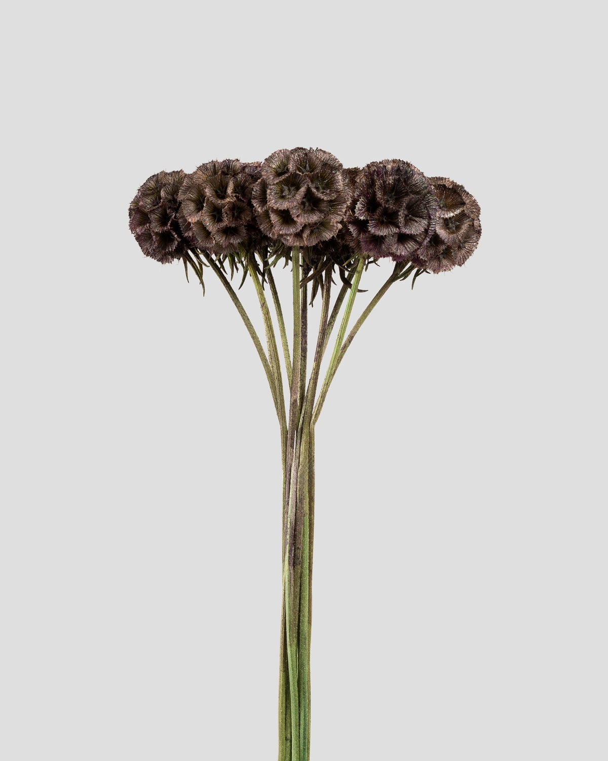 Scabiosa Stellata