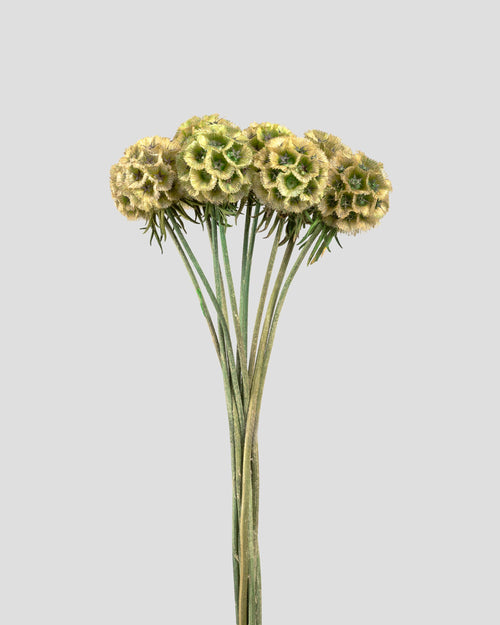 Scabiosa Stellata