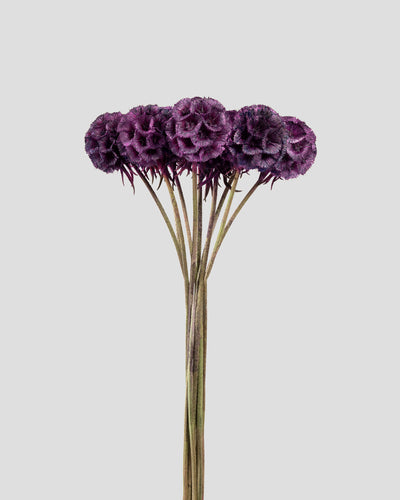 Scabiosa Stellata | Purple
