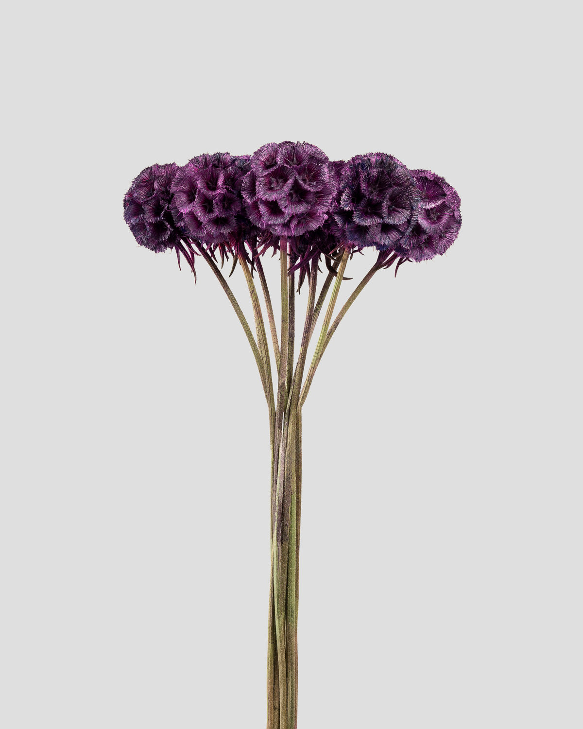 Scabiosa Stellata - 10 steli | Purple