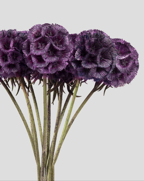 Scabiosa Stellata | Purple