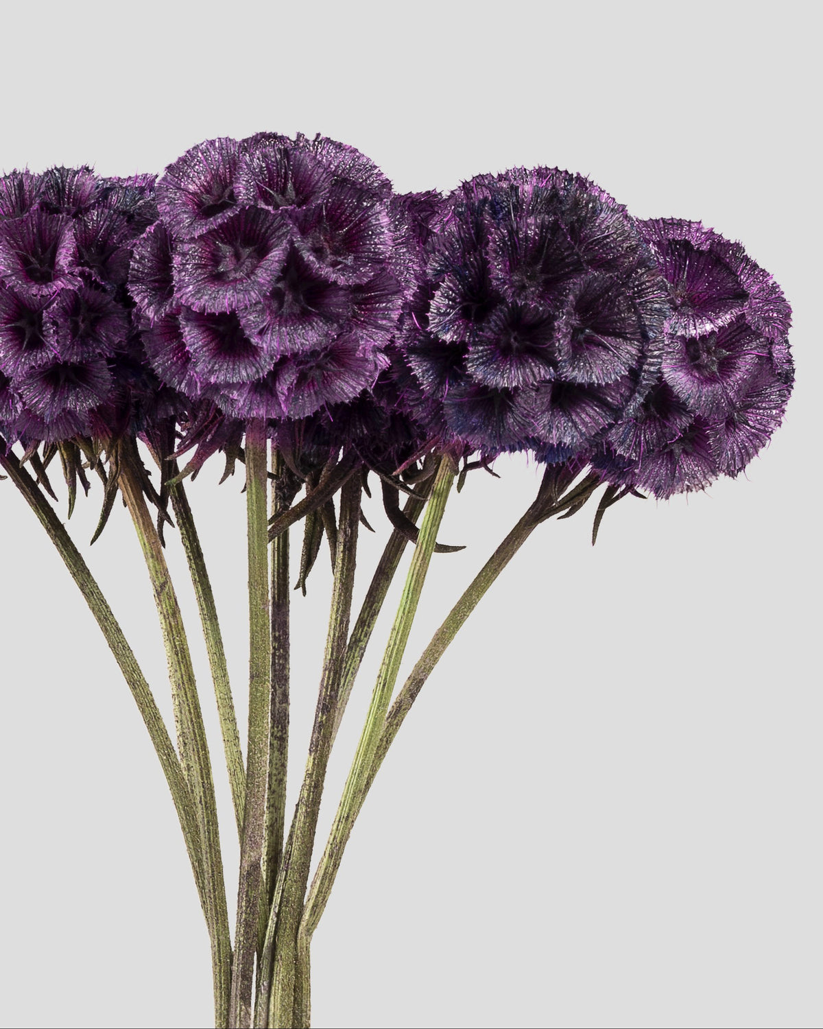 Scabiosa Stellata - 10 steli | Purple