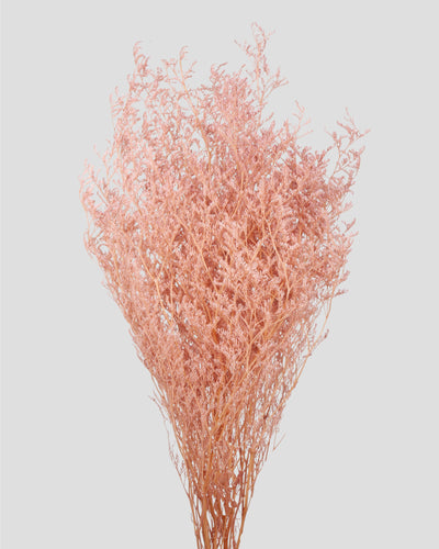 Limonium |  Silky Pink