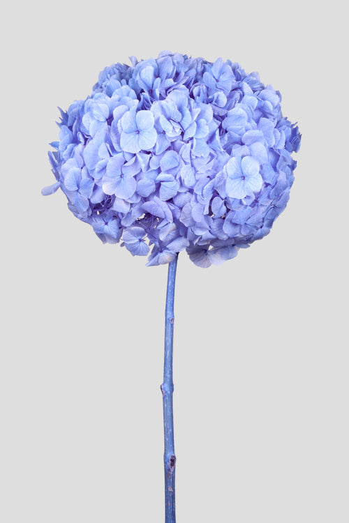 Ortensia Big Leaf | Sky Blue