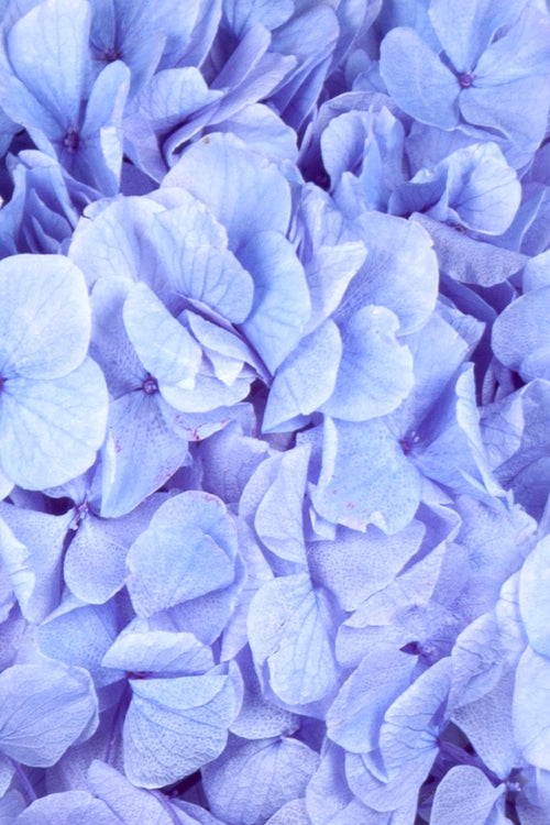 Ortensia Big Leaf | Sky Blue