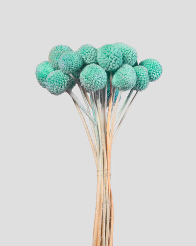 Craspedia | 20 steli - Tiffany