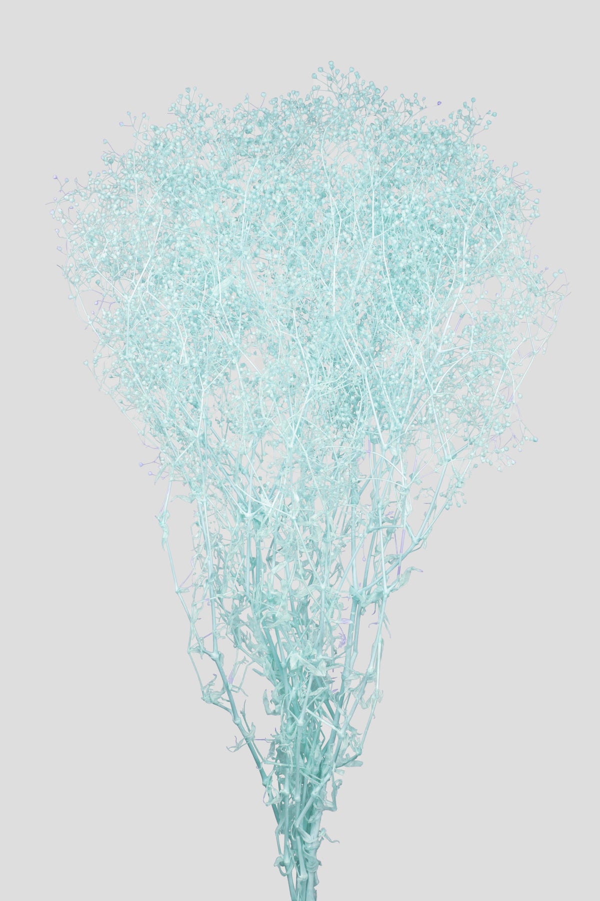 Mini-Gypsophila | Tiffany
