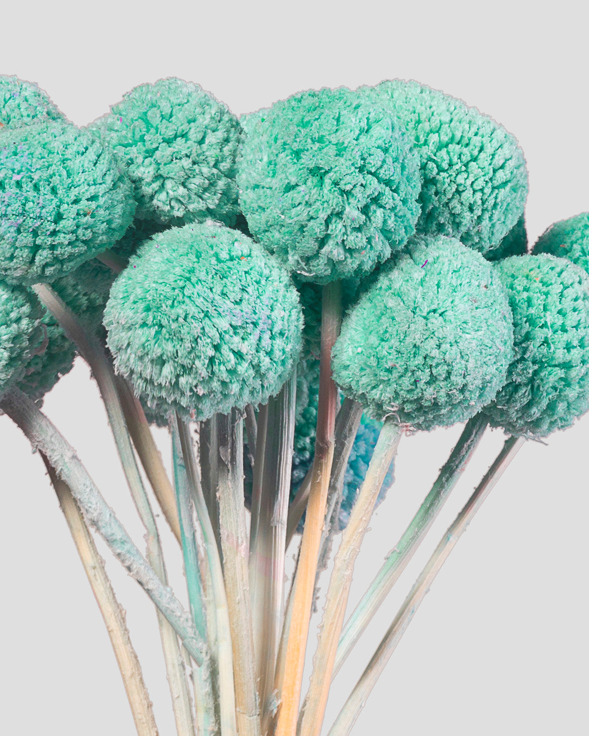 Craspedia | 20 steli - Tiffany