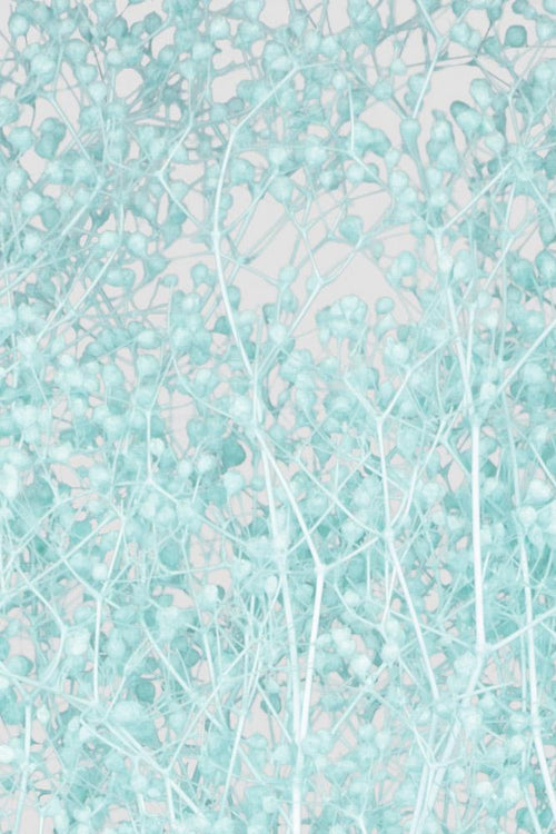 Mini-Gypsophila | Tiffany