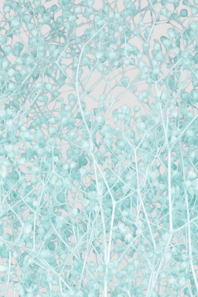 Mini-Gypsophila | Tiffany