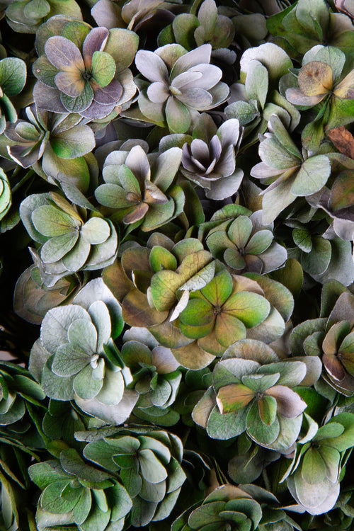 Ortensia Twin Petals | Green Shade