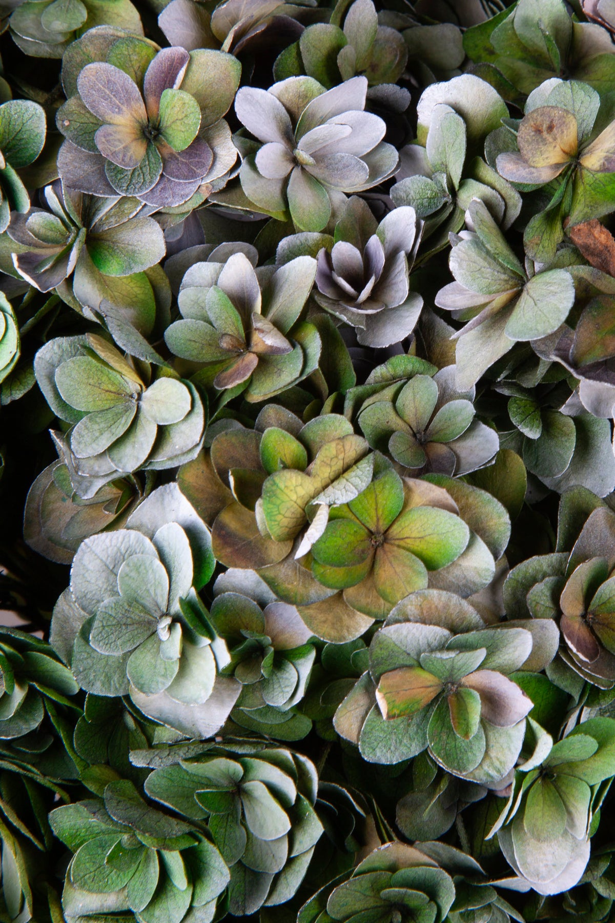 Ortensia Twin Petals | Green Shade