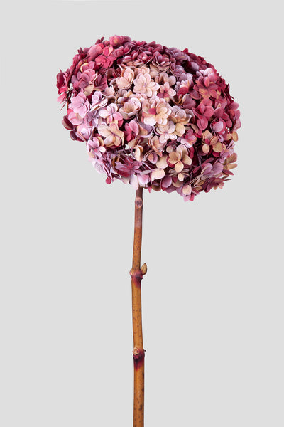 Ortensia Twin Petals | Red-Magenta