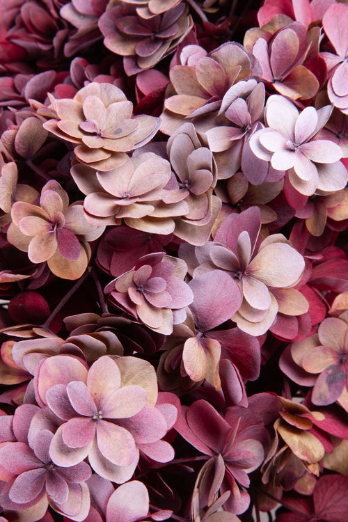 Ortensia Twin Petals | Red-Magenta