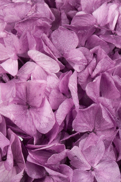Ortensia Big Leaf | Violet
