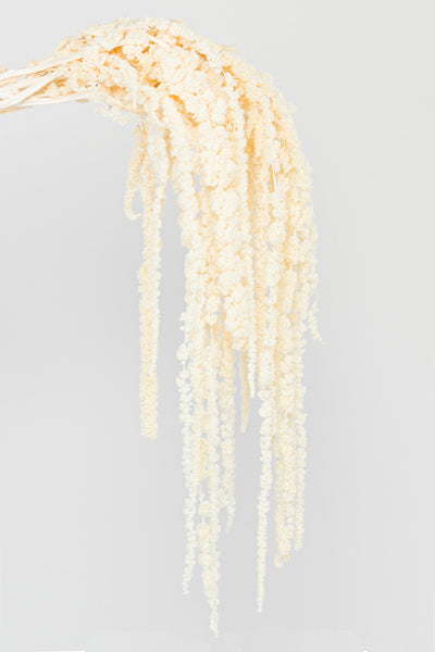 Amaranto | White
