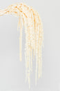 Amaranthus