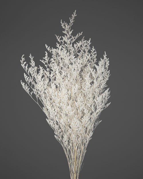 Limonium |  White