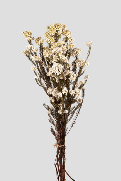 Helichrysum | White